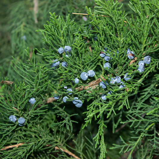 Woodland Room + Linen Spray Refill
