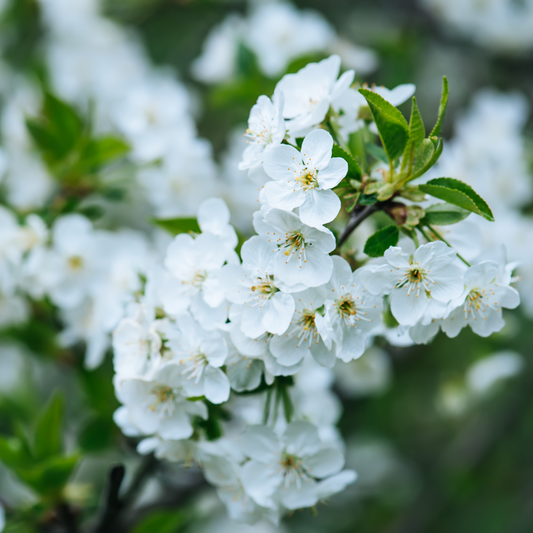 Superbloom Room + Linen Spray Refill